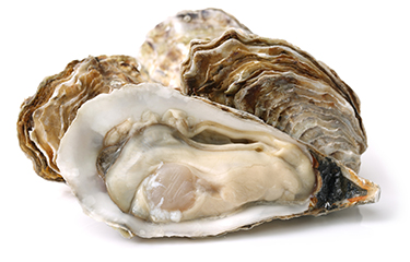 Oyster_inshell